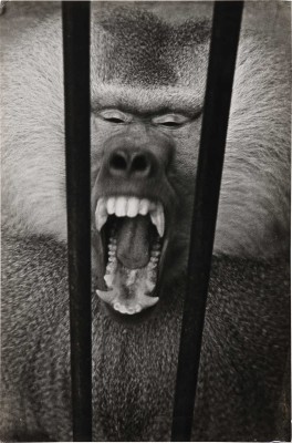 Фотография «Гвидон сердится» / Фот. Н. Хорунжий. [Сухуми, 1959].